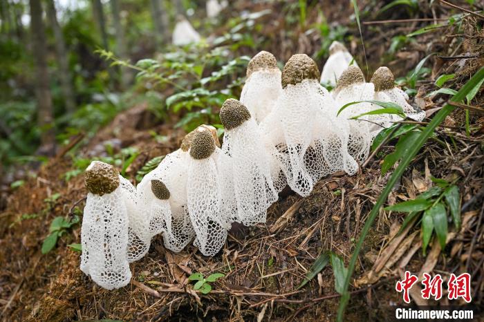 秀珍菇最新高产配方探索，小巷深处的菇香秘境