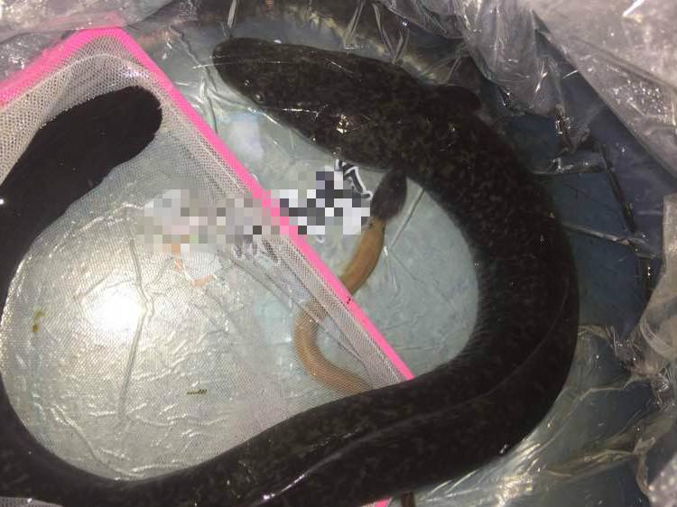 西安黑坑垂钓胜地最新动态与魅力探寻